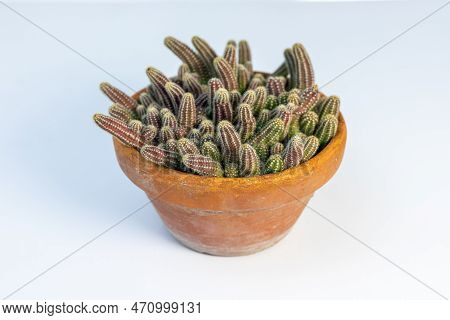 Echinopsis Chamaecereus Peanut Cactus In Clay Pot On White Background