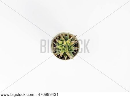 Hawothia Small Succulents High Angle View Isolated On White Background