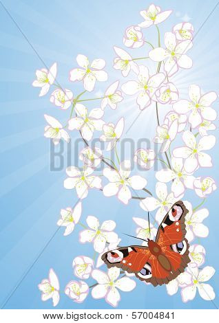 Cherry blossoms and butterflies
