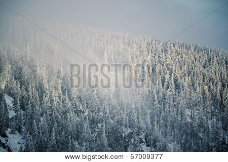 Winter country