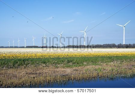 Yellowffodils field in the spring.
