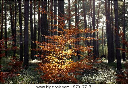 Forest in autumn.