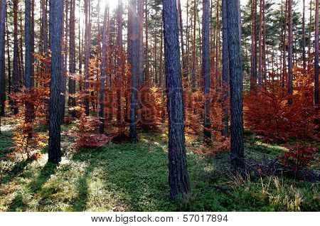 Forest in autumn.
