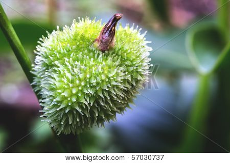Cannas Plant Bud