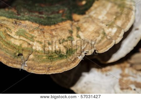 Wild Oyster Mushroom