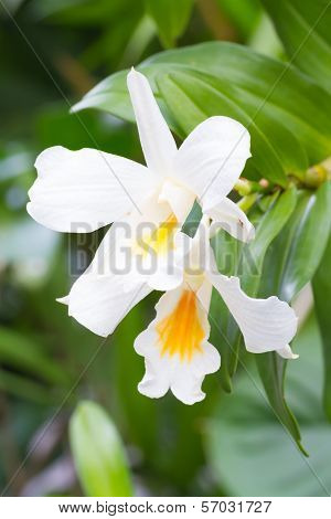 White forest orchid flowers