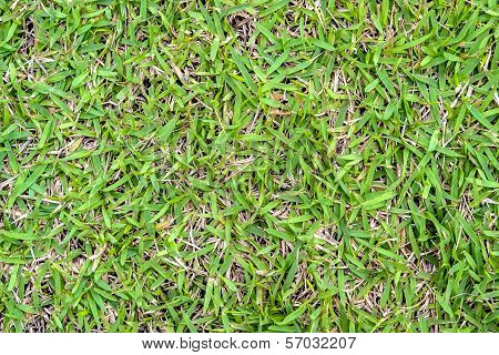 Grass Field