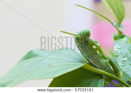 Worm On A Leaf