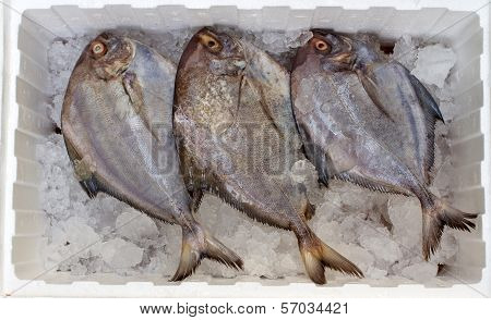 Three Of Black Pomfret