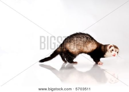 Ferret izolované