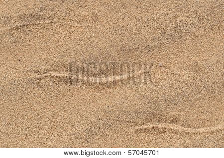 Sidewinding Snake Tracks Across The Sand