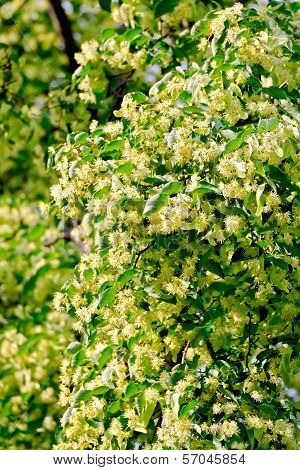 Linden Blossoms