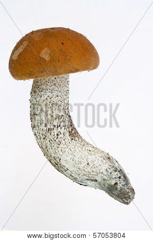 Orange Birch Boletus