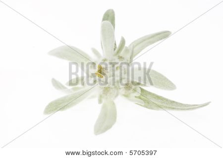 Edelweiss