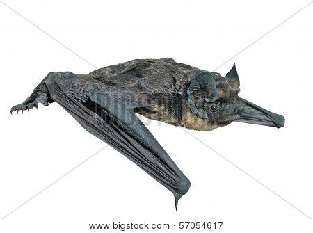 Small Bat