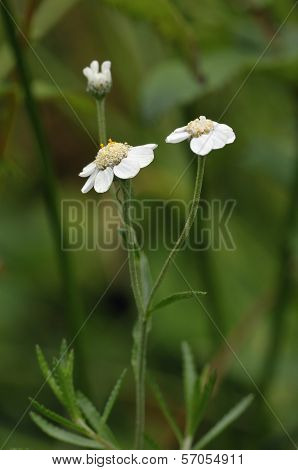 Sneezewort