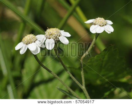 Sneezewort