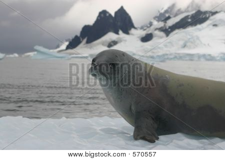 SEAL
