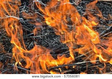 Flame Of Brushfire