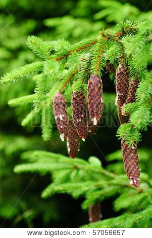 Cones On Pine