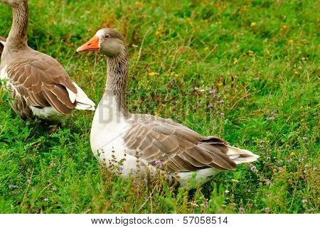 Gooses On Grass