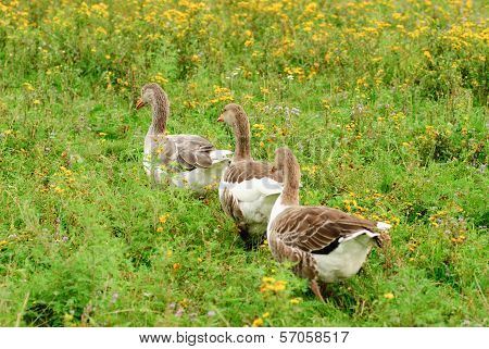 Gooses On Grass