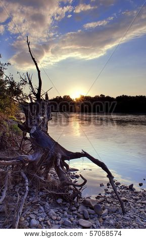 Fallen Tree On The River
