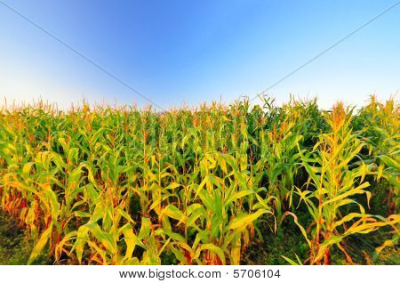 ฟิลด์