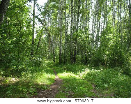 Forest