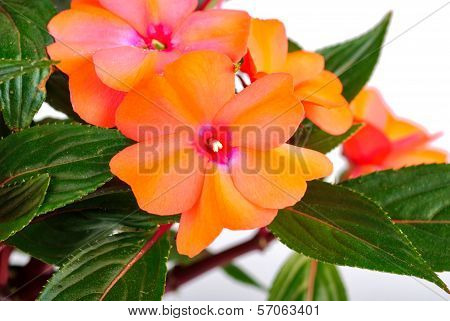 Balsamine