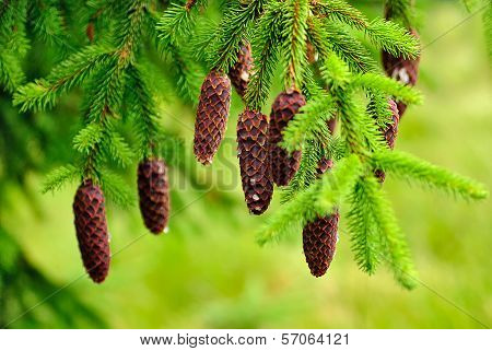 Cones On Pine