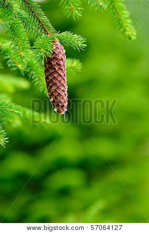 Cones On Pine