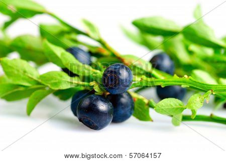 Twig Of Bilberry