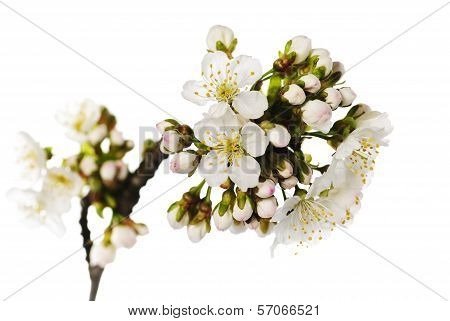 Cherry Blossom Isolated