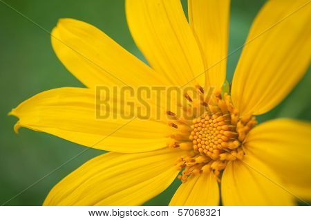 Dahlberg Daisy