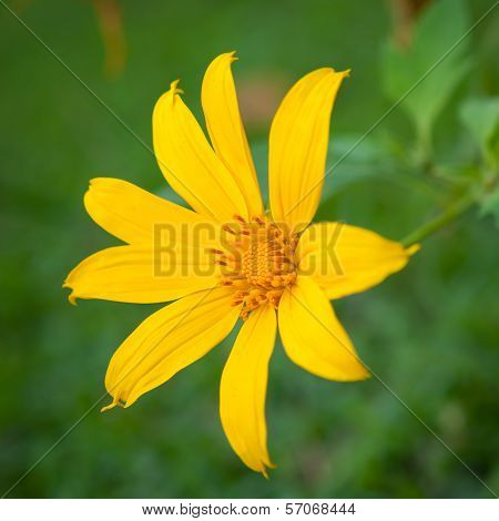 Dahlberg Daisy