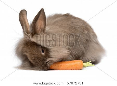 Cute Chocolate Lionhead Bunny Rabbit Is Eating A Carrot