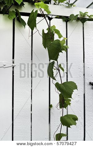 Ivy And Gate