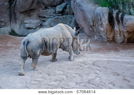 Rhinoceros