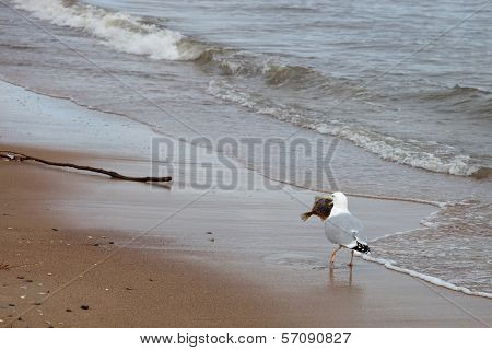 Seagull And Fish