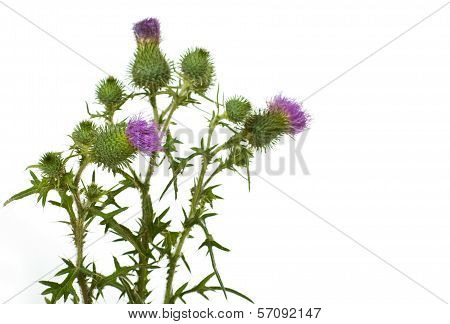 Thistle on a white background