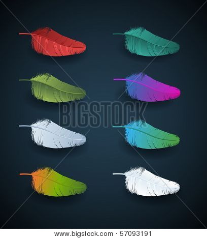 vector colorful feathers of sprind bird