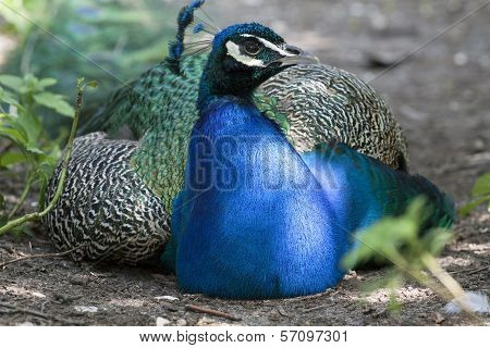 Blue Bird