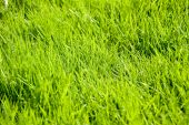 Gras auf die Sonne
