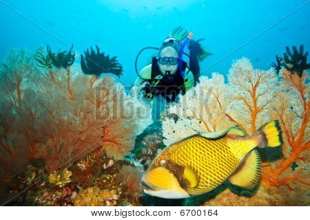 Triggerfish And Diver