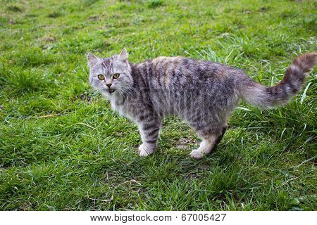 Emotions Gray Cat