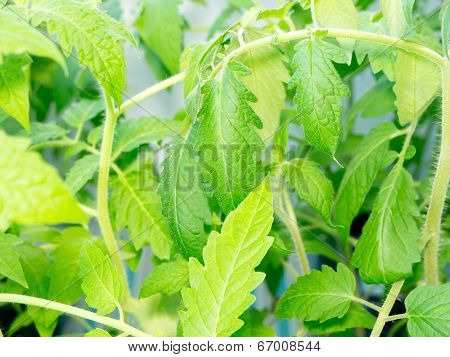 Leaf background.