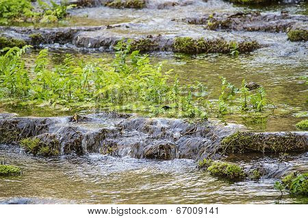 Forest Stream