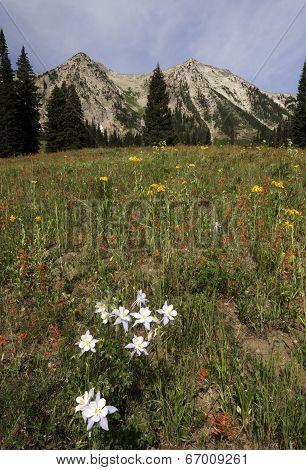 East Beckwith Mountain by Kebler Pass