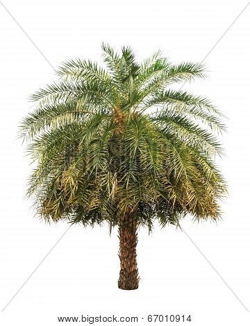 Date Palm (phoenix Dactylifera), Tropical Tree In The Northeast Of Thailand Isolated On White Backgr